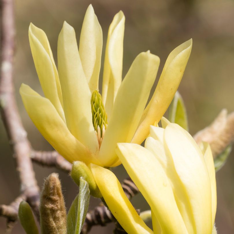Gros plan sur une fleur de magnolia 'Butterflies' à pétales jaunes