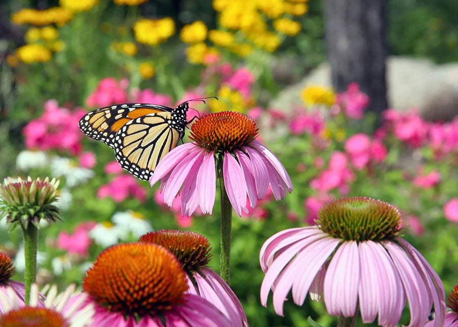 Monarch butterfly feeding on the nectar from purple coneflower