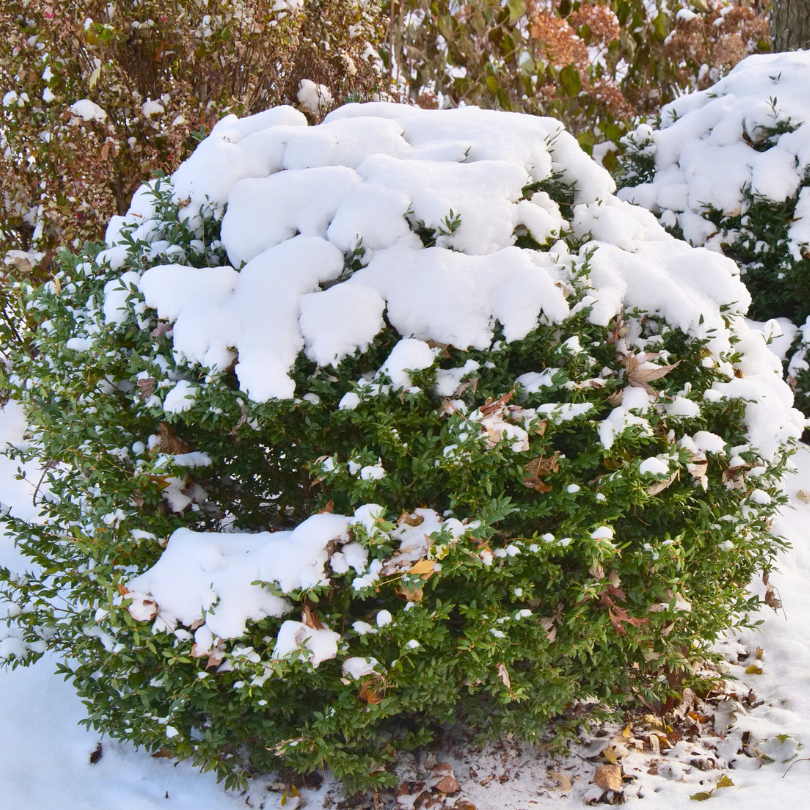 Beautiful fresh snow covering boxwood shrubs
