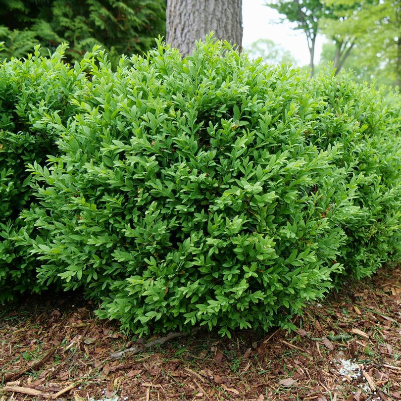 Vibrant green boxwood shrub in a garden hedge