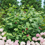 'Aphrodite' Sweetshrub bordered by hydrangeas. 