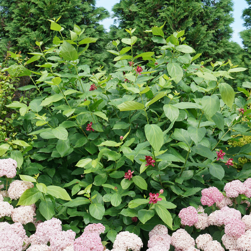 'Aphrodite' Sweetshrub bordered by hydrangeas. 