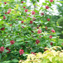 Aphrodite Sweetshrub is a large shrub that grows up to 10 feet tall at maturity!