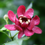 Close up of Aphrodite Sweetshrub's exotic dark pink blooms