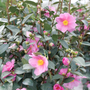Just Chill™ Double Mauve Camellia pictures in bloom. 