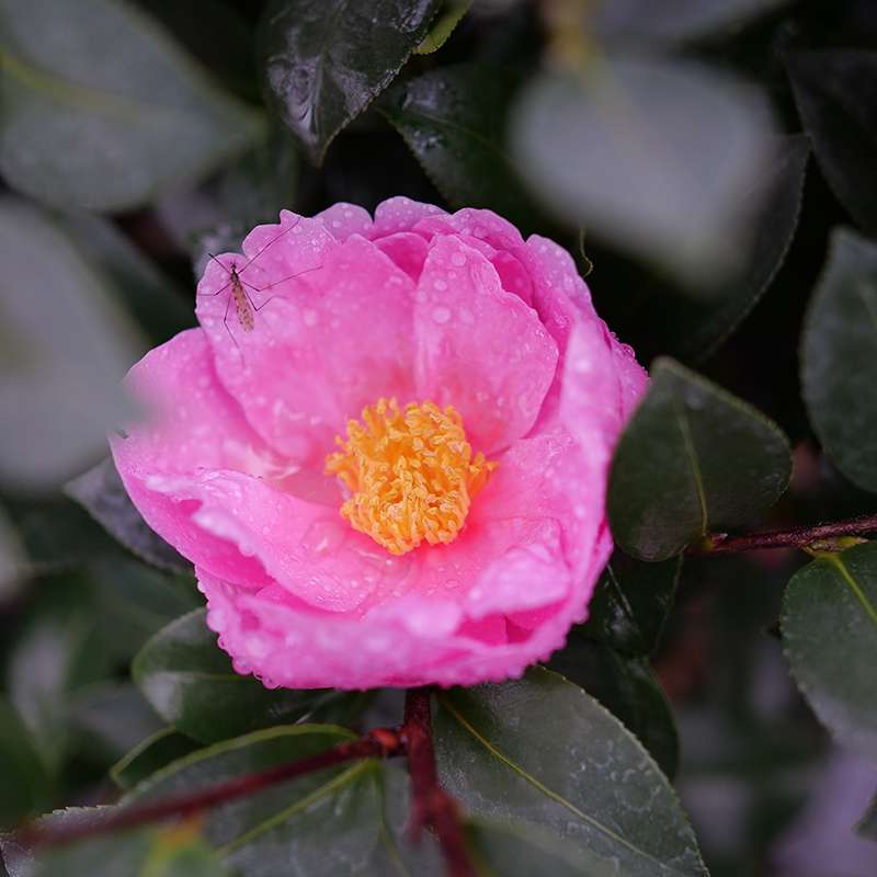 camellia　４点セット Combi コンビ ホワイトレーベル ネムリラ AUTO SWING BEDi Long