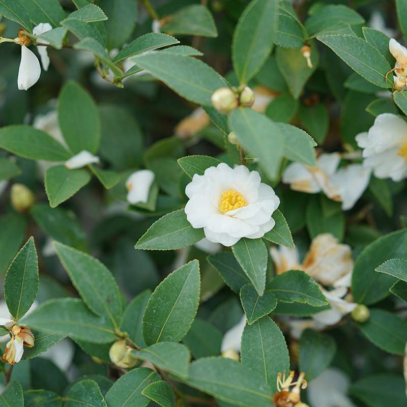 Just Chill Double White Camellia