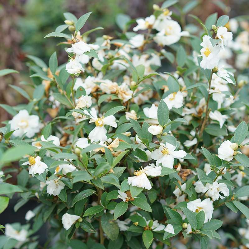 camellia japonica white Just Chill Double White Camellia