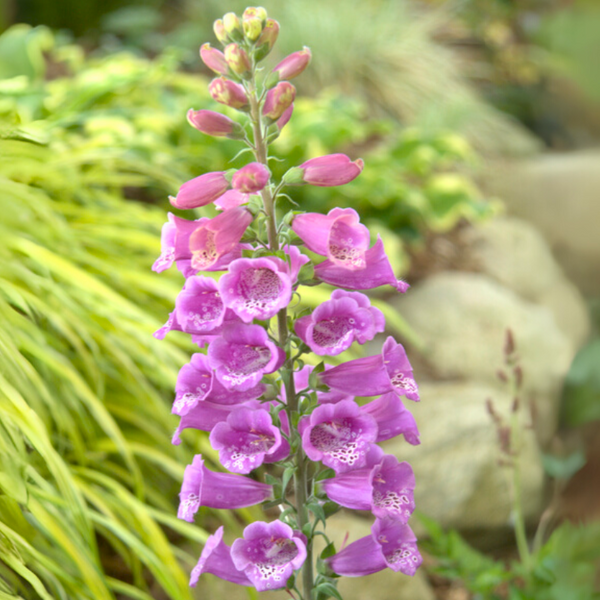 Candy Mountain' Foxglove For Sale