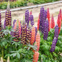Colorful lupine flowers in a garden setting