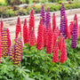 Colorful lupine flowers in a garden setting