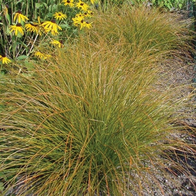 Laîche de Nouvelle-Zélande « Prairie Fire » à feuilles vertes et pointes orange
