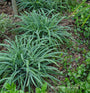 La laîche Bunny Blue 'Hobb' possède un feuillage dense d'un bleu métallique qui est du plus bel effet en bordure ou en couvre-sol.