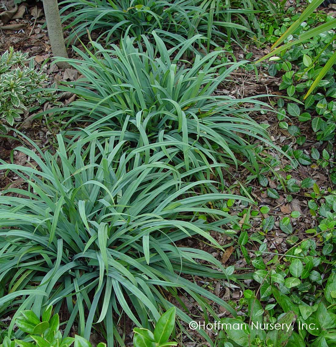 La laîche Bunny Blue 'Hobb' possède un feuillage dense d'un bleu métallique qui est du plus bel effet en bordure ou en couvre-sol.