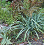 La laîche Bunny Blue 'Hobb' est parfaite pour les jardins ombragés.