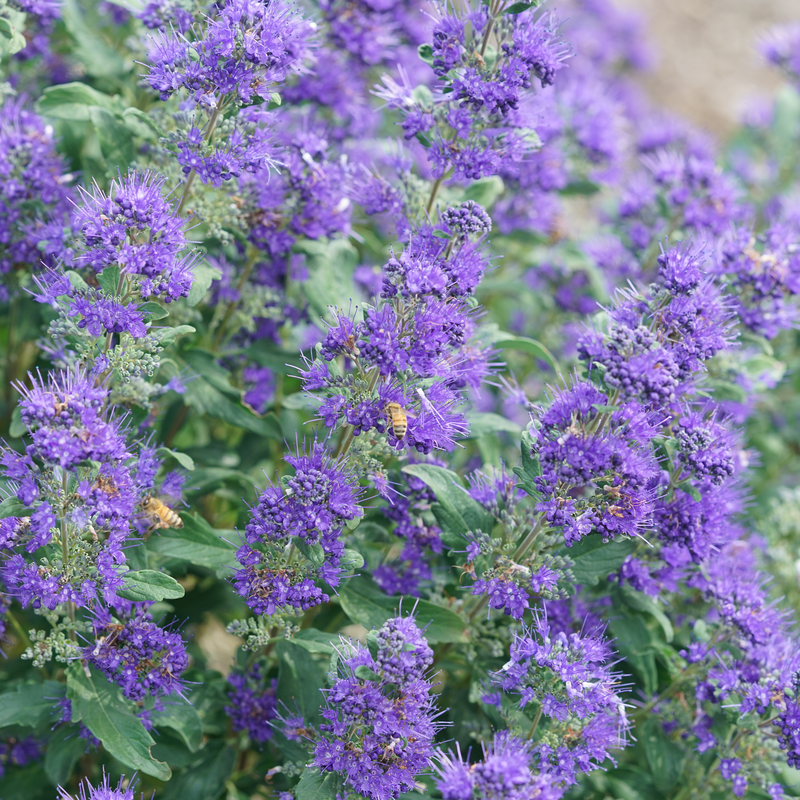 Pollinators love the blue flowers on Beyond Midnight Bluebeard