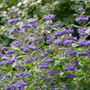 Beyond Midnight Bluebeard with vivid purple-blue flowers and deep green foliage.