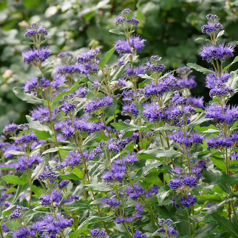 Beyond Midnight Bluebeard with vivid purple-blue flowers and deep green foliage.