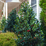 Beautiful holly with glossy green foliage and red berries