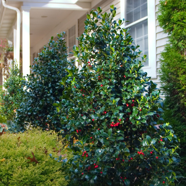 Castle Spire Blue Holly (Ilex)