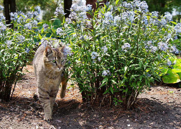Cat walking among Amsonia flowers and plants in a natural setting