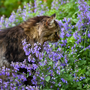 Cat smelling beautiful purple nepeta flowers