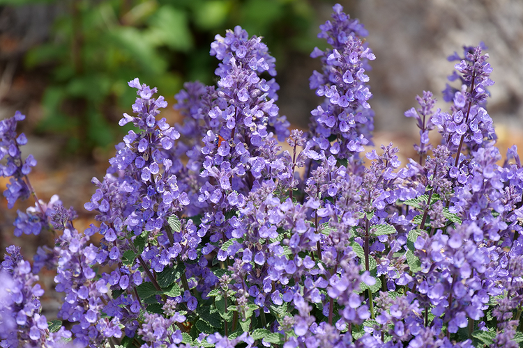 close up of purple flowering catmint