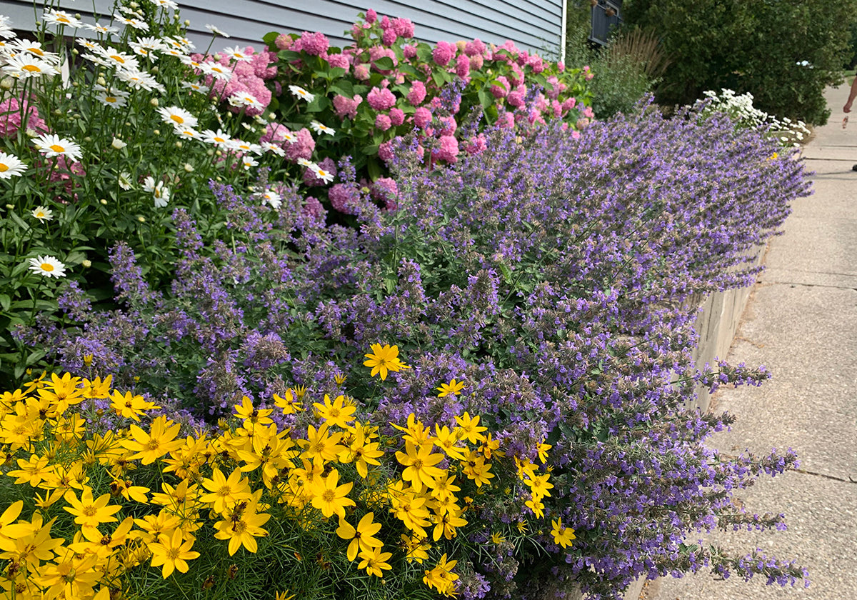 Colorful flower bed with catmint flowers spilling out of the border, yellow tickseed, and shasta daisy