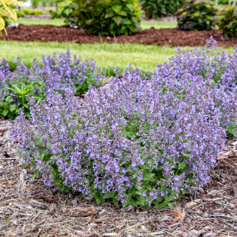 Larger flowers and thick foliage are the standard of 'Catwalk Queen' Catmint.