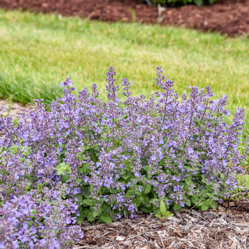 Long-blooming lavender-blue flowers will attract pollinators to the garden from summer to fall.