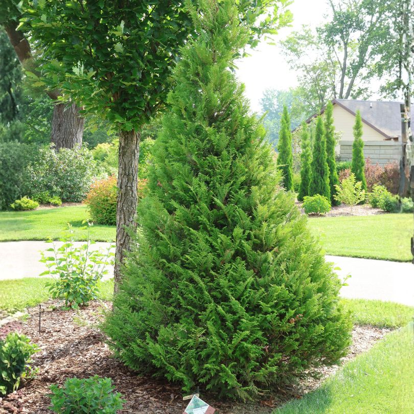 Cedar Rapids False Cypress shrub with lush evergreen foliage in a garden bed