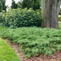 Siberian cypress planted in a garden hedge with hydrangeas