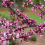 Close-up of a branch with pink redbud flowers against a blurred natural background