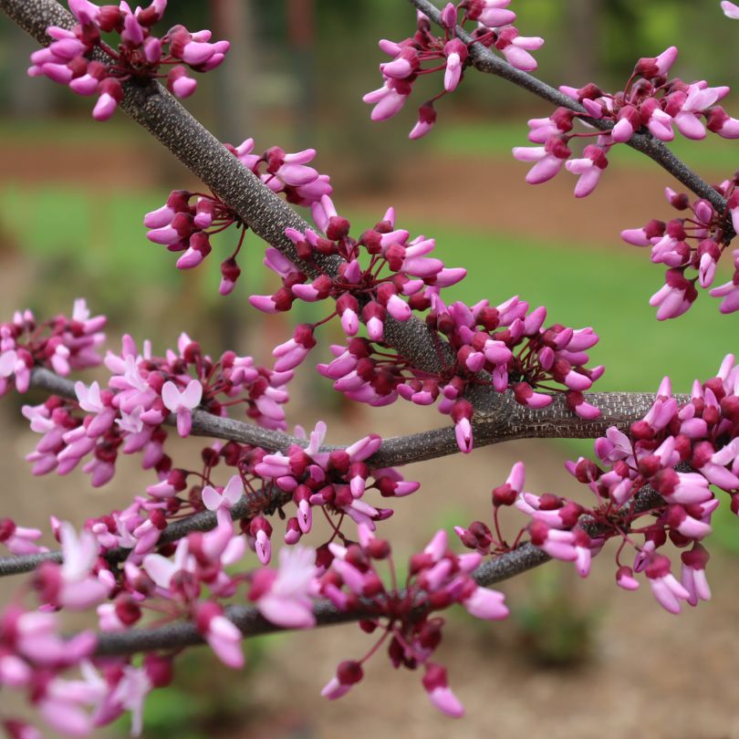 Close-up of a branch with pink redbud flowers against a blurred natural background