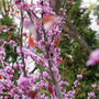 Close-up of pink redbud flowers on a tree branch with a blurred green background