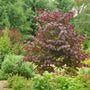 Redbud tree with purple leaves in a garden setting