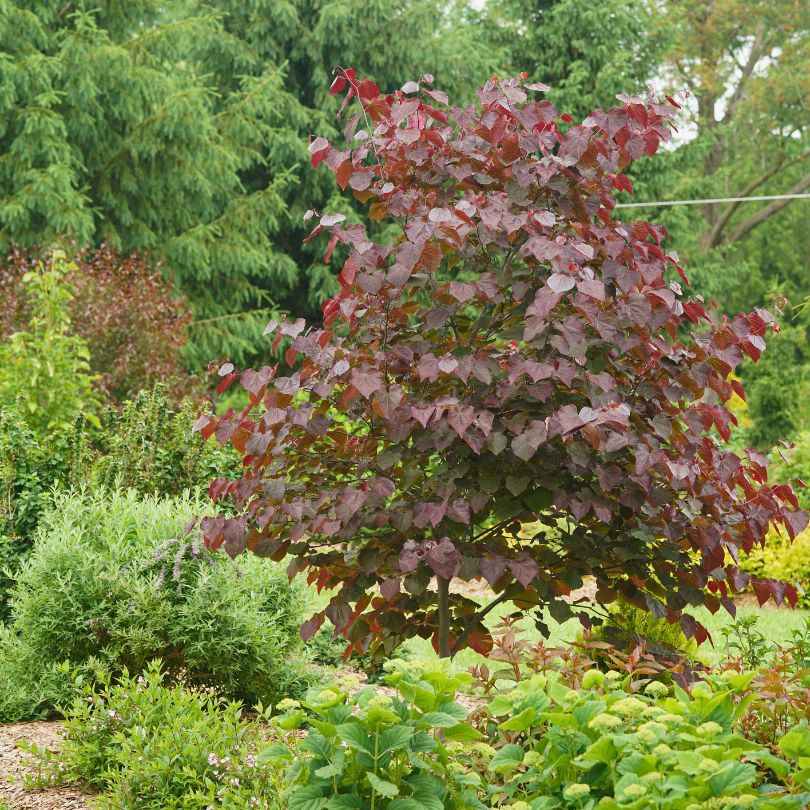 Redbud tree with purple leaves in a garden setting