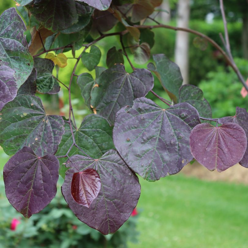 Close-up of purple and green redbud leaves with a blurred green background