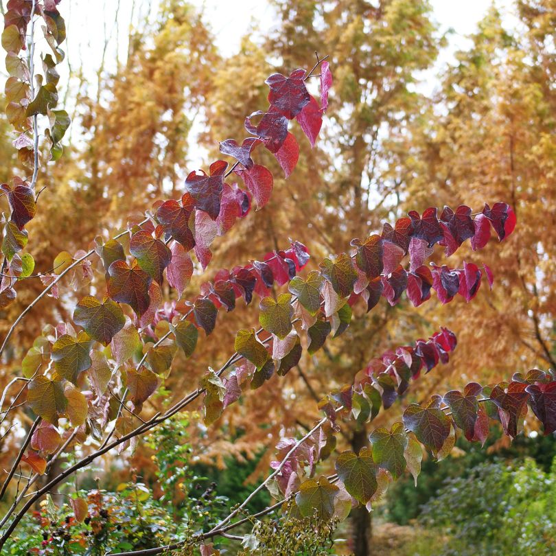 Redbud tree branch with red and green leaves against a blurred autumn background