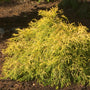 The ‘Gold Mop’ false cypress has yellow foliage in a semi-weeping habit.