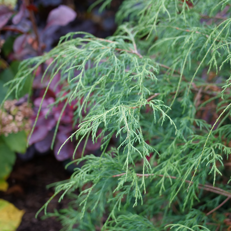 Haywire™ False Cypress green foliage in the landscape.  