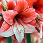 Close-up of a red and white 'Charisma' amaryllis striped flower with a blurred background
