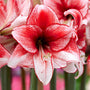 Close-up of a red and white 'Charisma' amaryllis flower with a blurred background