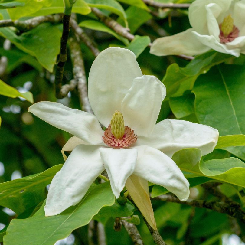 Gros plan sur une fleur de magnolia blanc 'Charles Coates' avec des feuilles vertes en arrière-plan