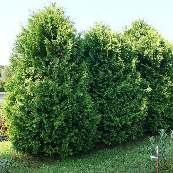 Cheer Drops Arborvitae (Thuja)