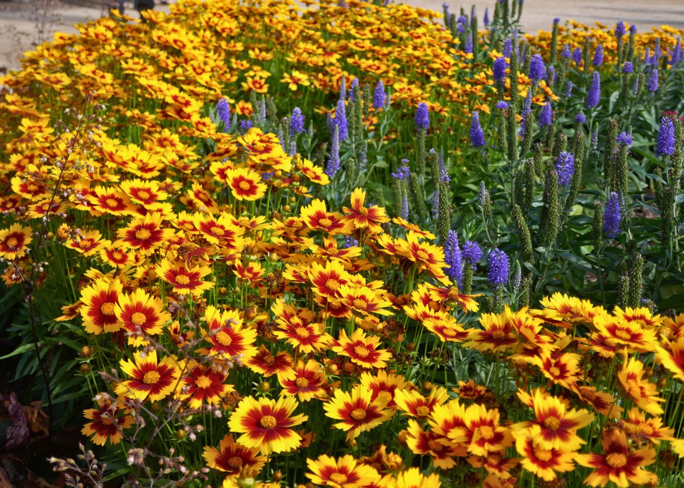 Row of bright yellow tickseed flowers planted next to Veronica in a sunny garden hedge