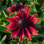 Close up image of cherry brandy rudbeckia