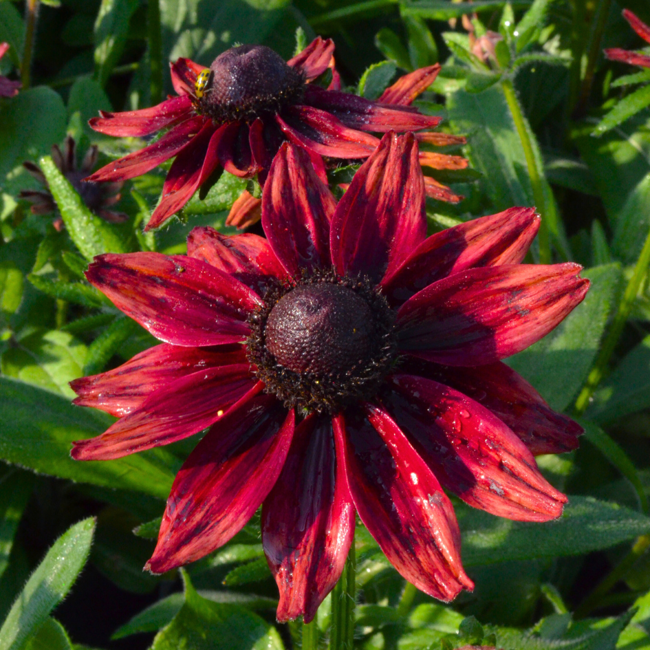 Close up image of cherry brandy rudbeckia