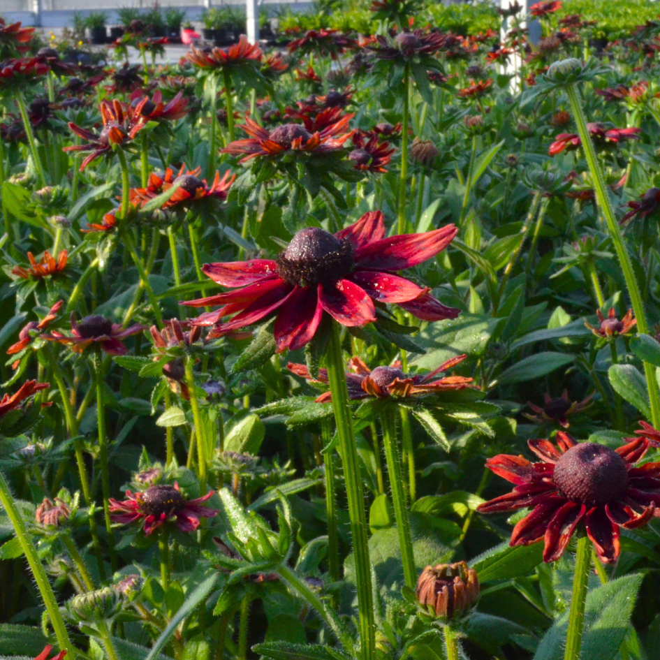 Close up image of cherry brandy rudbeckia