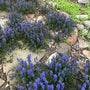 Purple ajuga flowers growing among rocks and stones